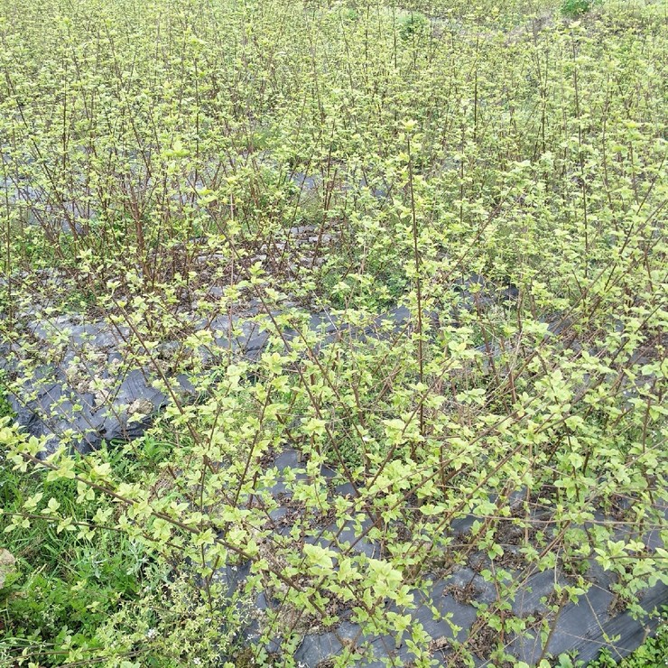 Direct sales of immortal tofu seedlings in the production area, direct supply of quality assurance in the production area, and sharing of planting techniques