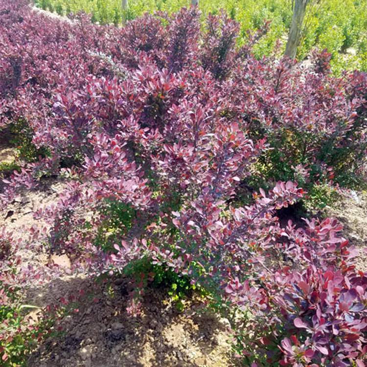 Provide 1 meter crown of purple leaf berberis engineering park community greening Snory seedlings