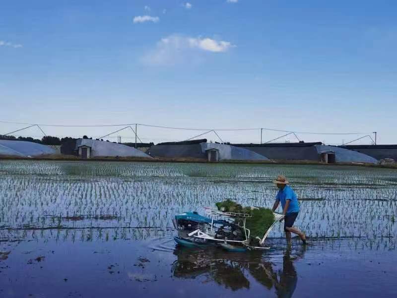 New walking walking type rice planter Seedling planter Paddy field electric start 4-6 row Rice transplanter