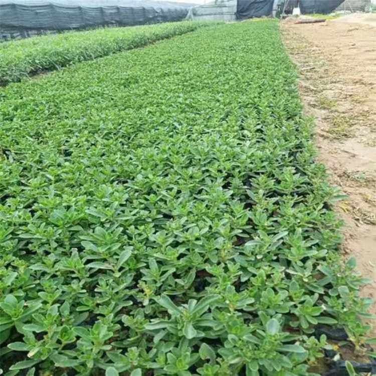 德国景天 杯苗 源头厂家基地 花坛花境阳台绿化观赏植物 耐寒耐旱