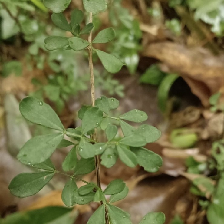 Wholesale of fragrant tea in the production area. Small seedlings with developed rooting systems and high survival standards, complete and complete