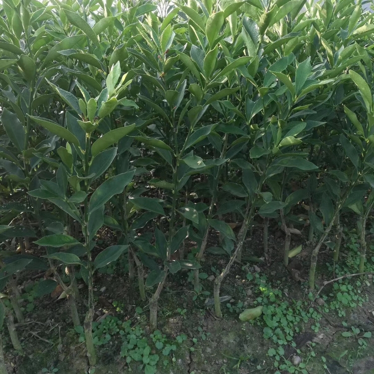 On the same day when the seedlings are raised, the varieties of citrus seedlings are complete, the quality is guaranteed, and the root system is developed. Planting and management are good