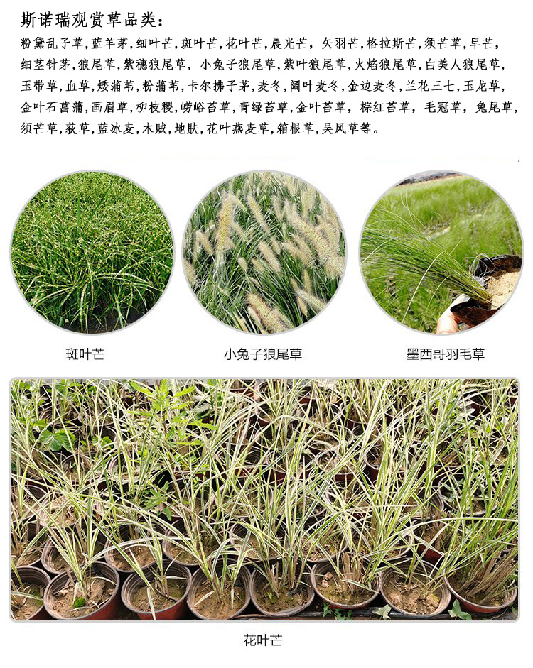 Early spring ornamental flowers with long flowering period and sufficient direct supply of small seedlings in the base of purple glutinous rice