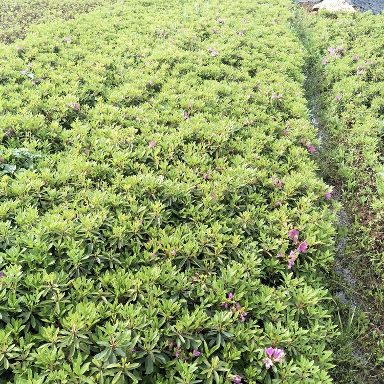 環境 露地 葉色色系 粉色系 色葉類型 綠色類 花色色系 白色系 花期 4