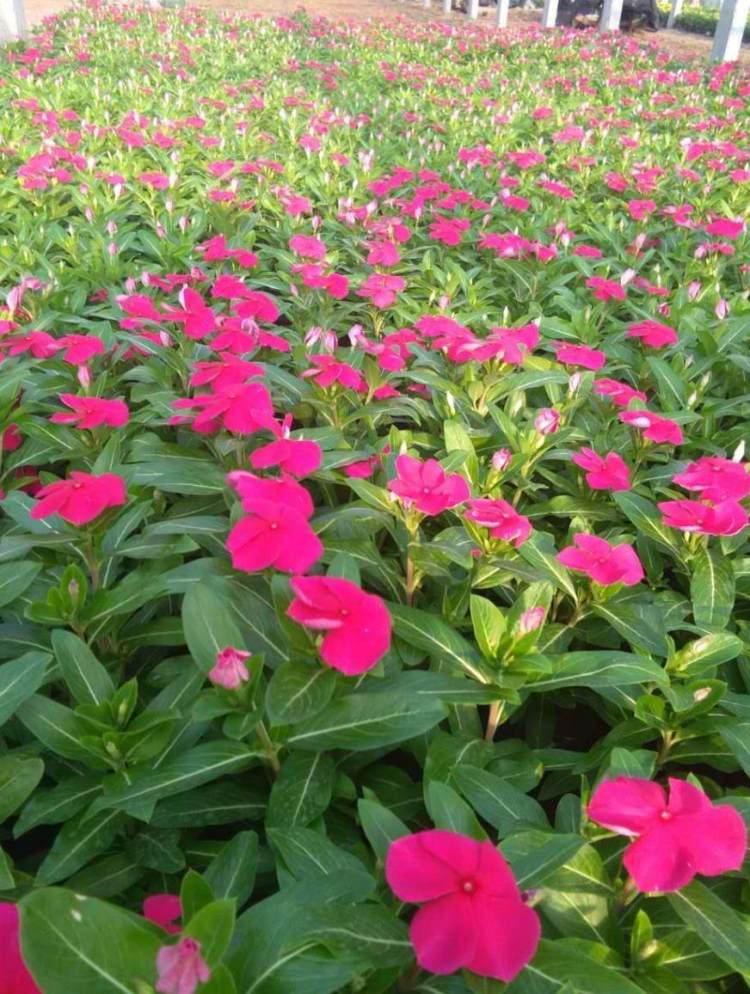 百世 双色盆天天开 色彩丰富 室内美化观赏花卉 种植基地