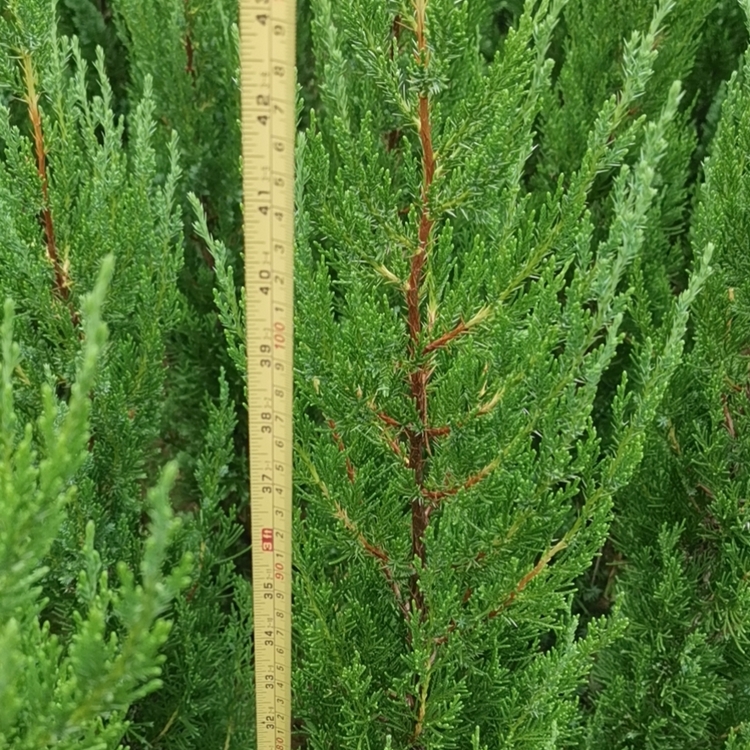 Baota Pine Seedling Wholesale in Growing region Baota Pine Seedling Wholesale Base