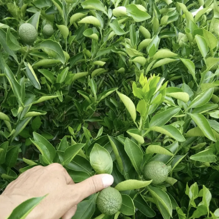 Guangxi Ugly Citrus Seedling Planting Garden Wholesale Ugly Citrus Seedlings Where Can I Sell Ugly Citrus Seedlings