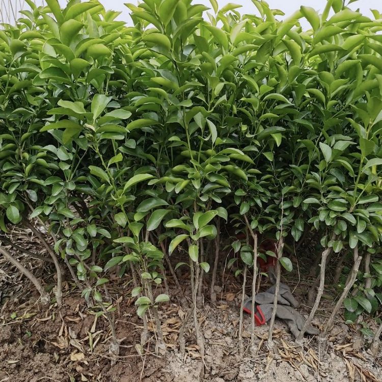 苗木合作社自营基地供应砂糖橘树苗 多年生根系发达 成活高规格齐全