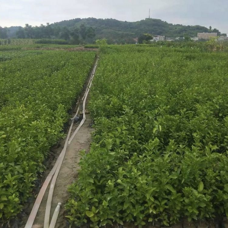 苗木合作社自营基地供应砂糖橘树苗 多年生根系发达 成活高规格齐全