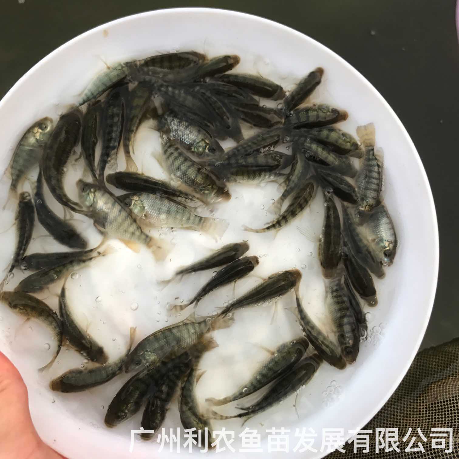 Wholesale of Tilapia splash, fry of longevity fish, African crucian carp splash, complete national delivery specifications