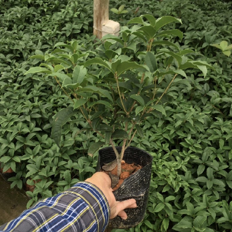 Place of origin, first-hand source of goods, four seasons osmanthus bed seedlings, door-to-door delivery, package shipping, welcome to call, negotiate, and share experience