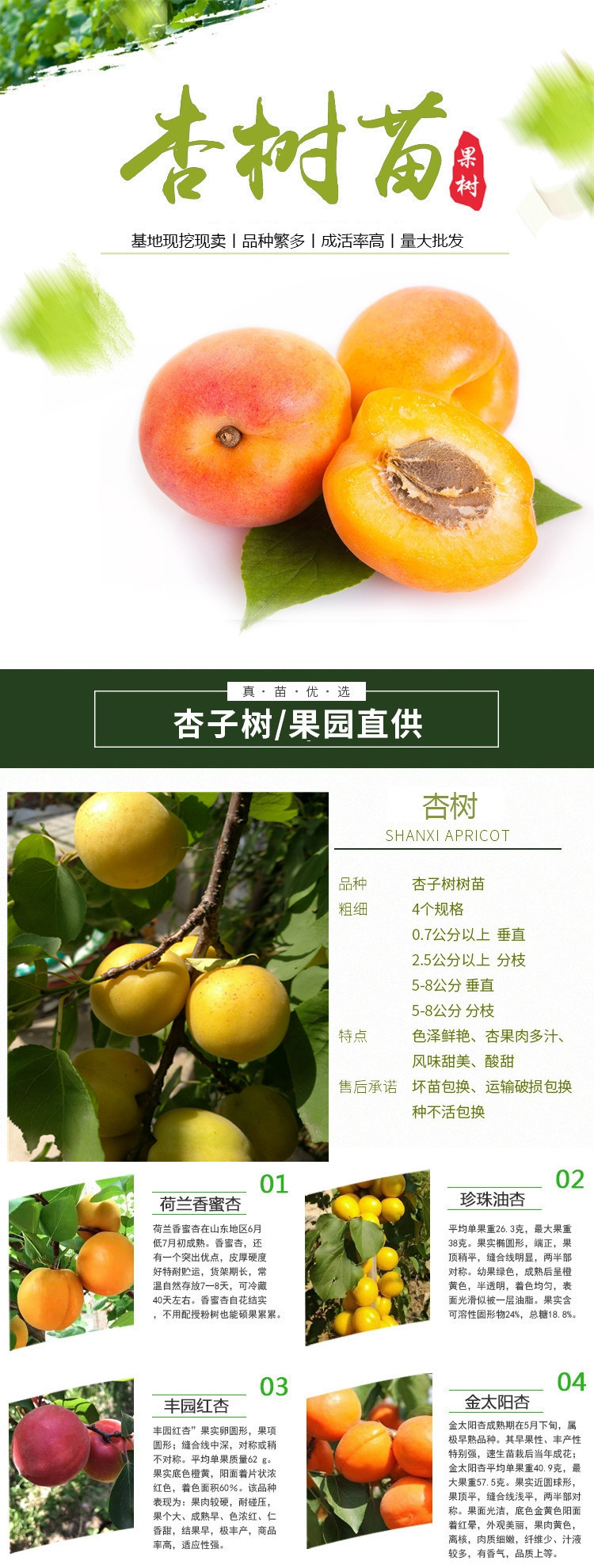 Fengyuan Red Apricot Seedlings 60 cm High Late Maturing Fruit Tree Varieties with High Autumn Flower Rate and Large Flower Quantity Can Be Planted Densely